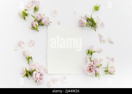 Rahmen aus Rosen und Blütenblättern auf weißem Hintergrund. Flach liegend. Stockfoto