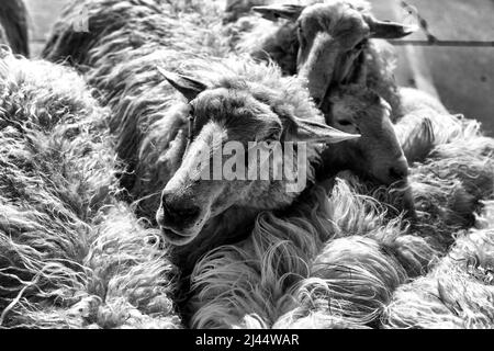 Detail einer Gruppe von Schafen in einer alten Tierfarm Stockfoto