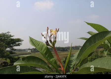 Plumeria, bekannt als Frangipani, ist eine Gattung von blühenden Pflanzen aus der Unterfamilie Rauvolfioideae, der Familie Apocynaceae mit schönem Hintergrund. Stockfoto