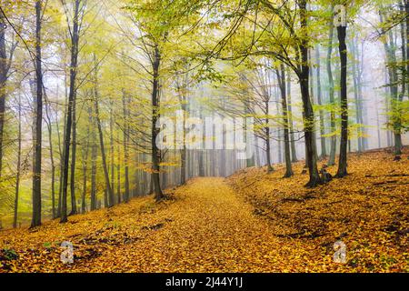 Herbst Naturlandschaft.Misty Herbstwald. Schöne bunte Bäume im Wald. Malerische wilde Natur Stockfoto