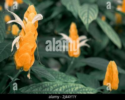 Eine tropische Pachystachys lutea gelbe Blume aus nächster Nähe Stockfoto