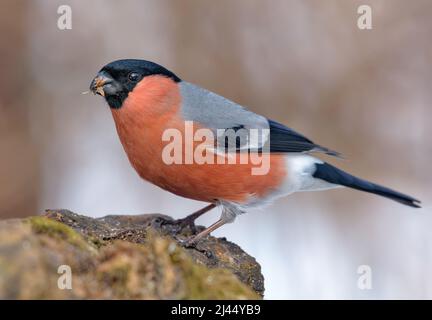 Winteraufnahme des Eurasischen Stierfinken (Pyrrhula pyrrhula) auf einem kleinen Zweig mit klarem, schneebedecktem Hintergrund Stockfoto