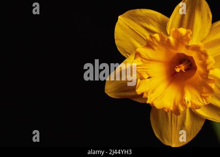 Makrofoto einer gelben Narzissenblume mit schwarzem Hintergrund Stockfoto