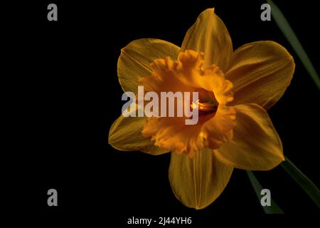 Makrofoto einer gelben Narzissenblume in der Morgensonne mit schwarzem Hintergrund Stockfoto