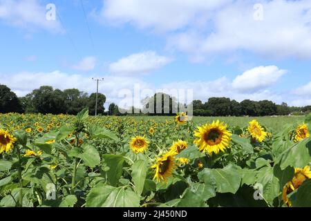 Sonnenblumen in einem Sonnenblumenfeld Stockfoto