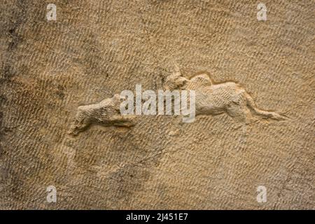 Ein Tierrelief an der Wand des antiken Theaters von Myra. Demre, Antalya, Türkei Stockfoto