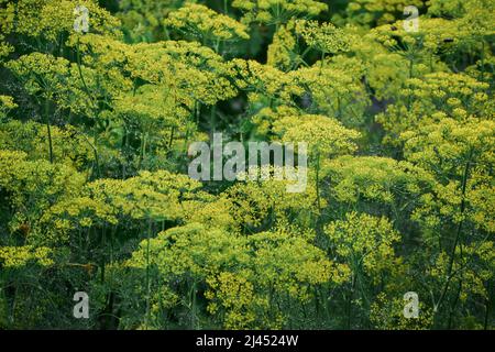 Im offenen Boden im Garten wächst Dill. Anethum graveolens. Stockfoto