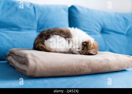 Katze schläft auf einer Decke auf dem blauen Sofa zusammengeruckt Stockfoto