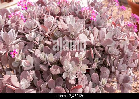 Nahaufnahme eines Busches aus staubigen rosa Kalanchoe saftigen Pflanzen mit kleinen leuchtenden rosa Blüten in einem dekorativen Garten. Stockfoto