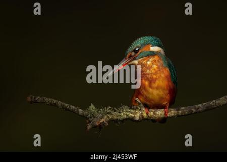 Weibliche Eisvögel In Perfekter Beleuchtung Stockfoto