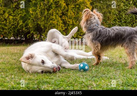 Maremma Sheepdog mit Yorkshire Terrier Welpen auf dem Gras im Garten spielen. Stockfoto