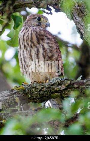 Turmfalke (Falco tinnunculus) Jungvogel nach dem Ausfliegen Stockfoto