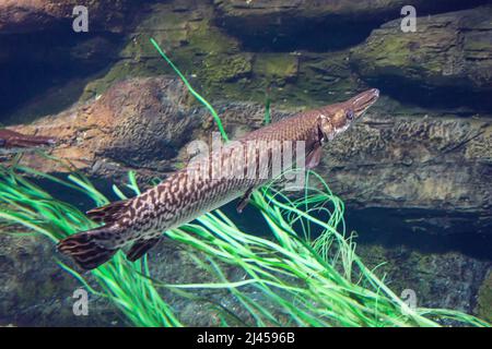 Fisch Langnasen gar schwimmt in einem Aquarium zwischen Algen Stockfoto