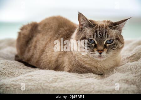 Porträt eines Haustieres, thailändische Katze mit blauen Augen.Thailändisch-siamesische Katze rollte sich auf ihrer Lieblingsdecke zusammen. Stockfoto