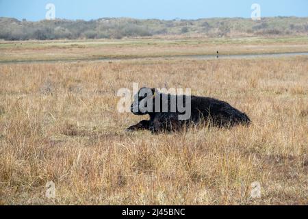 Galloway-Rinder, Naturschutzgebiet De Muy, Den Hoorn, Nationalpark Duinen van Texel, Niederlande Stockfoto