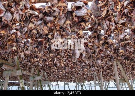 Stockfische werden getrocknet, Lofoten, Norwegen, Stockfoto