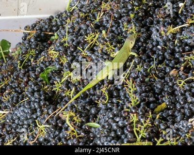 Europa, Frankreich, Vaucluse, Provence, Goult, Côtes du Ventoux' und Côtes du Luberon. Cave de Lumières Weinproduzenten. Eine Grüne Eidechse unter den Trauben Stockfoto