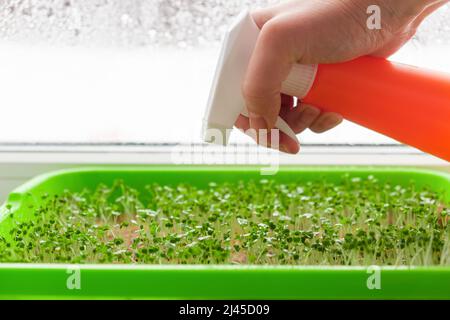 Microgreens wächst auf der Fensterbank. Micro Green Rettich und Salat wachsen in der Box. Vegan und gesundes Superfood. Verschiedene essbare Grüns wachsen zu Hause. Stockfoto