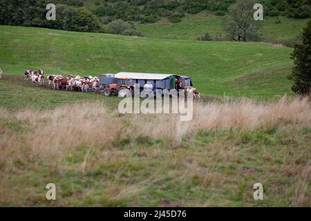 Chaudefour Valley (Zentral-Südfrankreich): Mobiler Melkstand Stockfoto