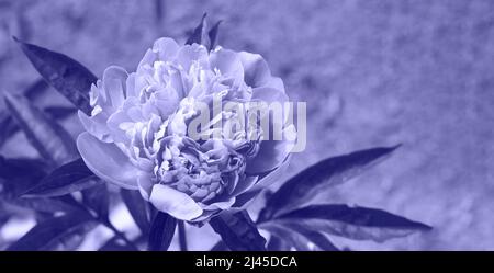 Sehr Peri. Farbe des Jahres 2022. Abstrakter Hintergrund getönte trendige violette Farbe. Platz für Text kopieren. Schöne florale Hintergrund mit Pfingstrosen Blumen Stockfoto