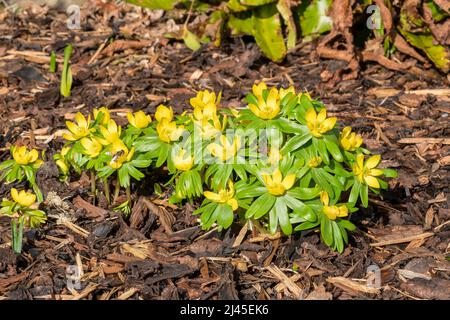 Eranthis hyemalis eine im späten Winter blühende Pflanze mit einer gelben Winterblüte, die allgemein als Winterakonit bekannt ist, Stock-Foto-Bild Stockfoto