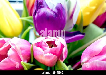 Bunte Tulpenbüschel; Bunter Tulpenstrauß Stockfoto