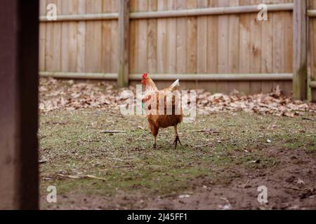 Hähnchen mit geschälte Hände Stockfoto