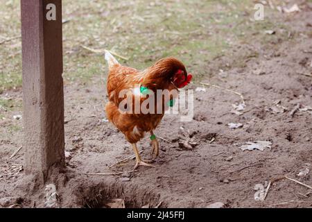 Hähnchen mit geschälte Hände Stockfoto