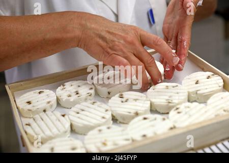 Rocamadour GUB-Käse: Cabecou, nicht pasteurisierter goatÕs-Käse, hergestellt auf einem Milchviehbetrieb AOC Rocamadour, GUB-Ziegenmilchkäse; Vollmilch; Produktion, m Stockfoto