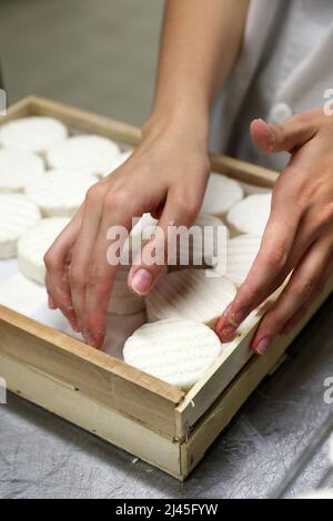 Rocamadour GUB-Käse: Cabecou reifer Käse, fertig zum Verkauf, nicht pasteurisierter goatÕs-Käse, hergestellt auf einem Milchviehbetrieb AOC Rocamadour, GUB; Ziegenmilchkäse Stockfoto