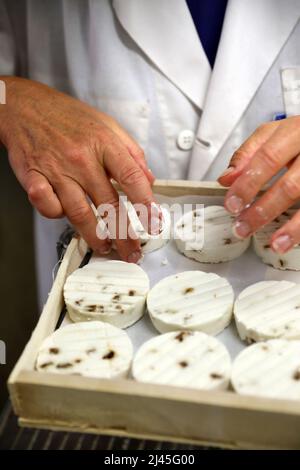 Rocamadour GUB-Käse: Cabecou, nicht pasteurisierter goatÕs-Käse, hergestellt auf einem Milchviehbetrieb AOC Rocamadour, GUB-Ziegenmilchkäse; Vollmilch; Produktion, m Stockfoto