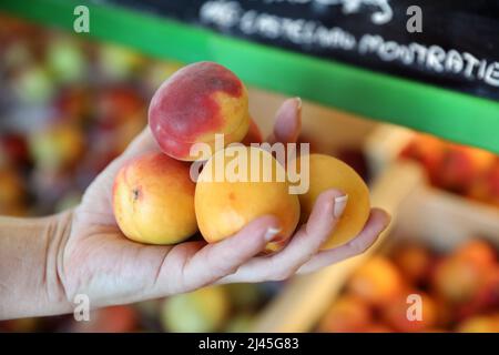 Obst und Gemüse in einem Genossenschaftsladen eines Produzenten, lokales Vertriebsnetz: Aprikosen in der Hand Stockfoto