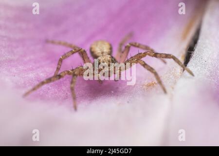 Eine laufende Kohlspinne - Philodromidae, Philodromus sp - ruht auf einem Blütenblatt in Hertfordshire, England, Großbritannien Stockfoto