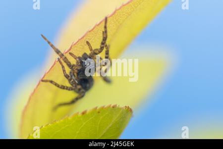 Wolfsspinne - Lycosidae - sitzt auf einem Apfelbaumblatt in einem Naturschutzgebiet in Südwales Stockfoto