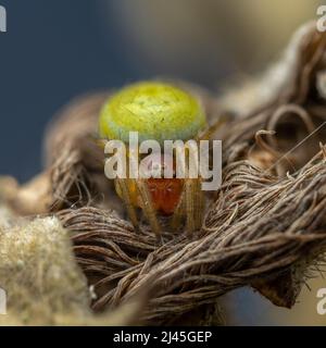 Eine Gurkenspinne - Araniella sp - sitzt in seinem Rückzugsort in einem Naturschutzgebiet in Südwales Stockfoto