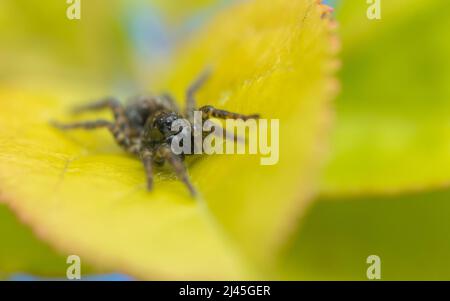 Wolfsspinne - Lycosidae - sitzt auf einem Apfelbaumblatt in einem Naturschutzgebiet in Südwales Stockfoto