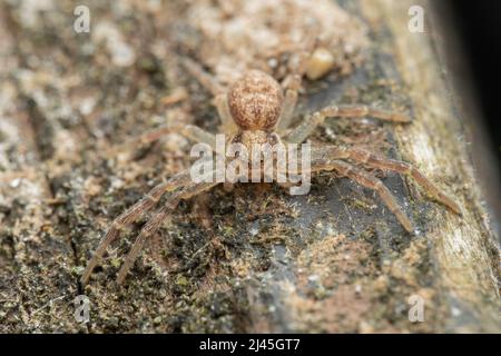 Eine junge, laufende Krabbenspinne - Philodromus sp - ruht auf einem Zaunpfosten in Großbritannien Stockfoto