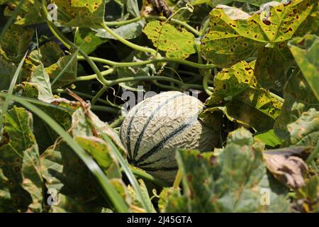 Die Melonen im Garten, das Feld der Gemüsefarm Stockfoto