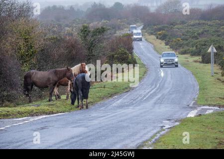 Fahrzeuge, die für Bodmin Ponies langsamer werden, grasen bei kalter Witterung am Straßenrand auf den wilden Goonzion Downs auf Bodmin Moor in Cornwall. Stockfoto