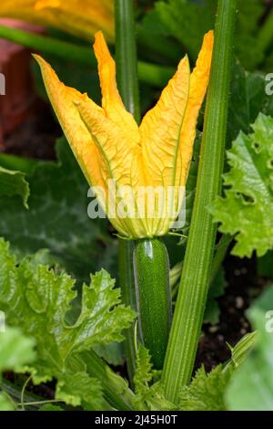 Zucchini - Cucurbita Pepo Subsp. Pepo - Während Der Blüte Stockfoto