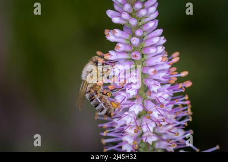 Biene - APIs Mellifera - bestäubt Eine Blüte der Culver-S-Wurzel, Bowman-S-Wurzel oder schwarze Wurzel - Veronicastrum Virginicum Stockfoto