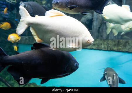 Riesengurami-Fische (Osphronemus goramy) im Aquarium. Wildtiere. Stockfoto