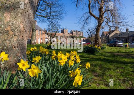 Frühlingsnarzissen auf Bamburgh Village Green mit der Burg im Hintergrund, Northumberland, England Stockfoto