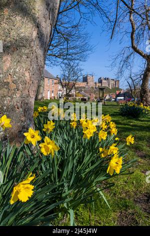 Frühlingsnarzissen auf Bamburgh Village Green mit der Burg im Hintergrund, Northumberland, England Stockfoto