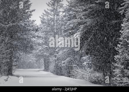 Dieses Bild wurde während eines Schneesturms in der späten Saison am Toft Point aufgenommen. Eine nationale historische Stätte in der Nähe von Baileys Harbour in Door County Wisconsin. Stockfoto