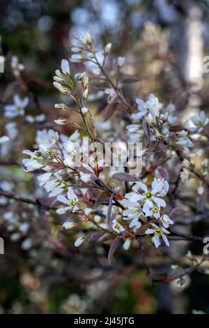 Weiße Blüten des amelanchier canadensis oder Dienstbeerbaums im Frühjahr Stockfoto