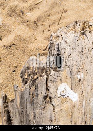 Die Oberfläche der alten grauen Drift-Holzstruktur. Leere Vorlage. Stockfoto