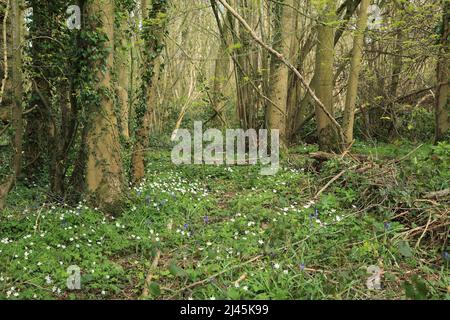 Holzanemonen auf Waldboden und Baumstämmen im Naturschutzgebiet Spong Wood in den Kent North Downs bei Elmsted, Ashford, Kent, England, United King Stockfoto