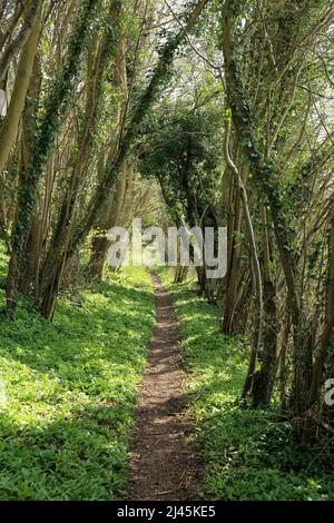 Fußweg (HE129) und Bärlauch in Edards Woods auf dem Kent North Downs AONB in der Nähe der Maxted Street, Elmsted, Ashford, Kent, England, Vereinigtes Königreich Stockfoto