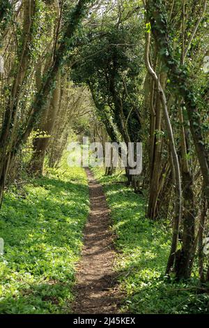 Fußweg (HE129) und Bärlauch in Edards Woods auf dem Kent North Downs AONB in der Nähe der Maxted Street, Elmsted, Ashford, Kent, England, Vereinigtes Königreich Stockfoto